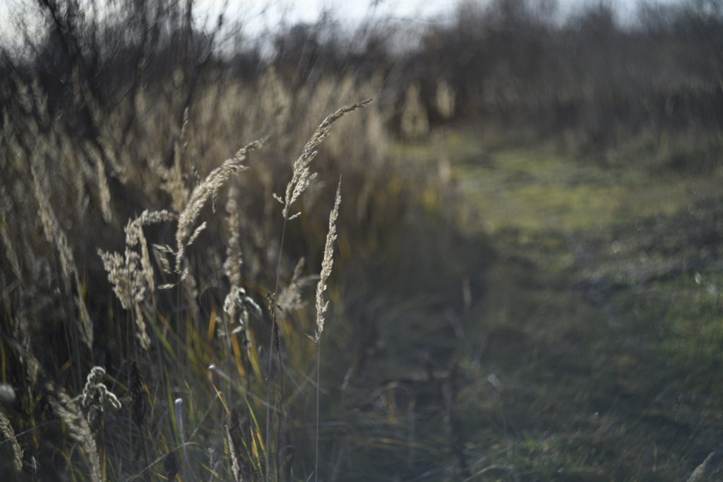 Beispielbild Nikon D850 mit Helios-44M