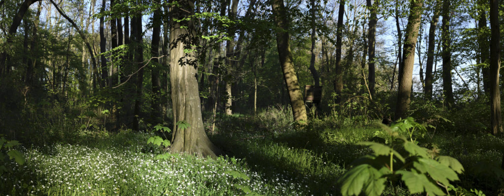 Panorama Fotografie im Hartholzwald 