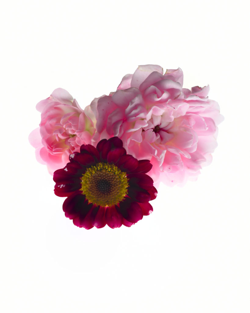 Buschrosen Sommerblume Makro Aufnahme Nikon D850