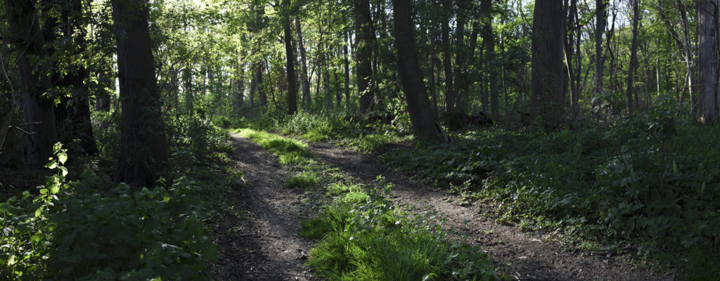 Panorama Foto aus dem Haseder Busch