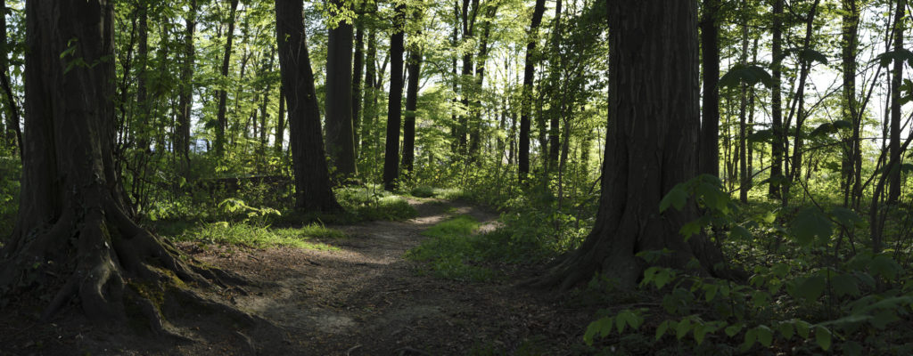 Panorama Foto im Wald