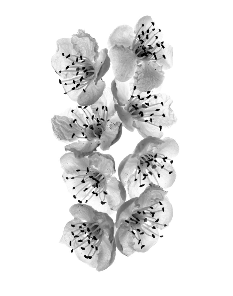 Blüte im Durchlicht / Schwarzweiss / Black&White
