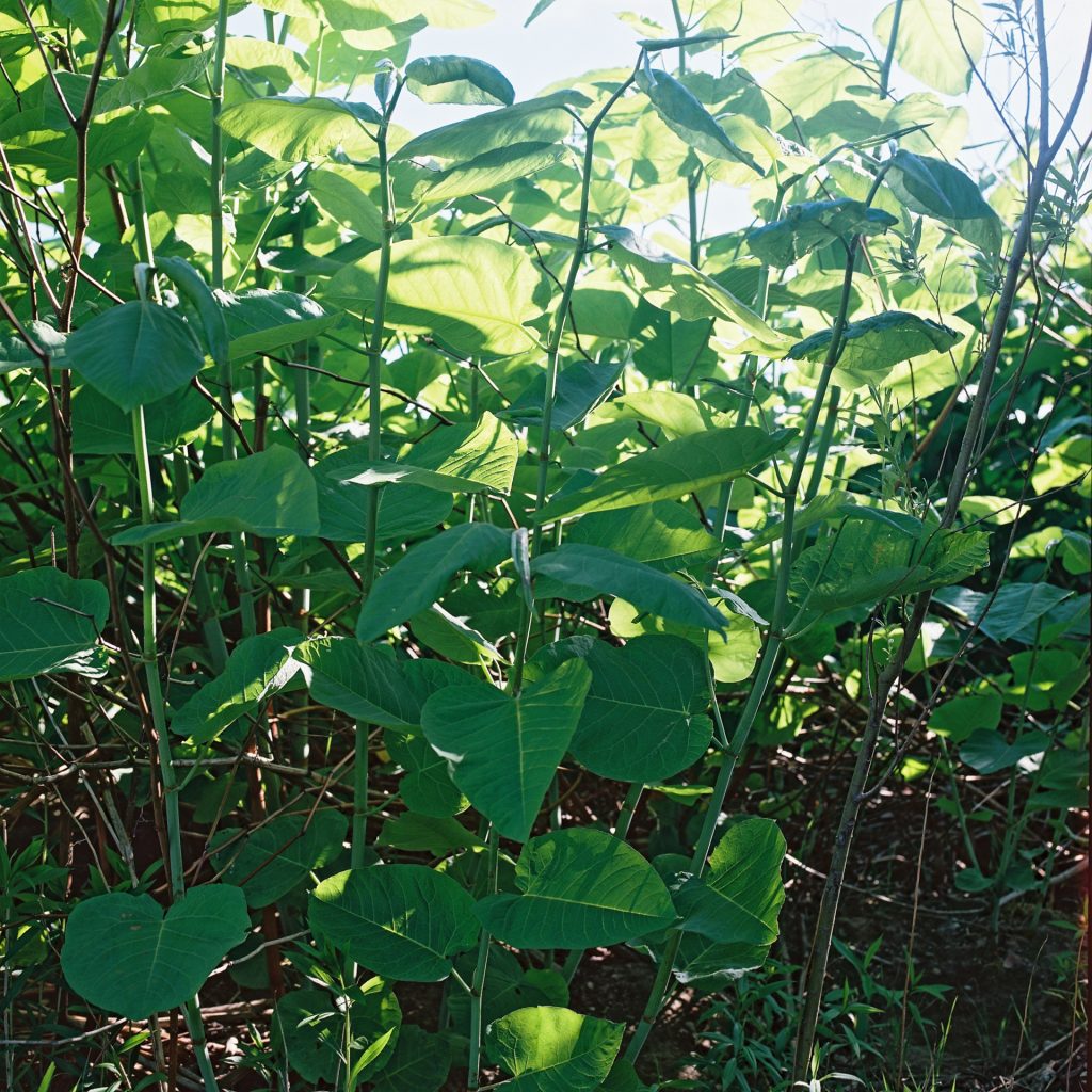 Rolleiflex SL66 Blume Grün