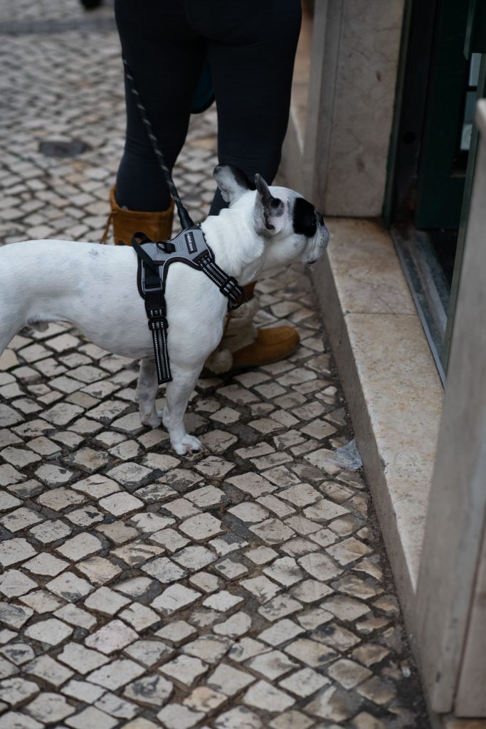 Hund auf Lissabons Straßen