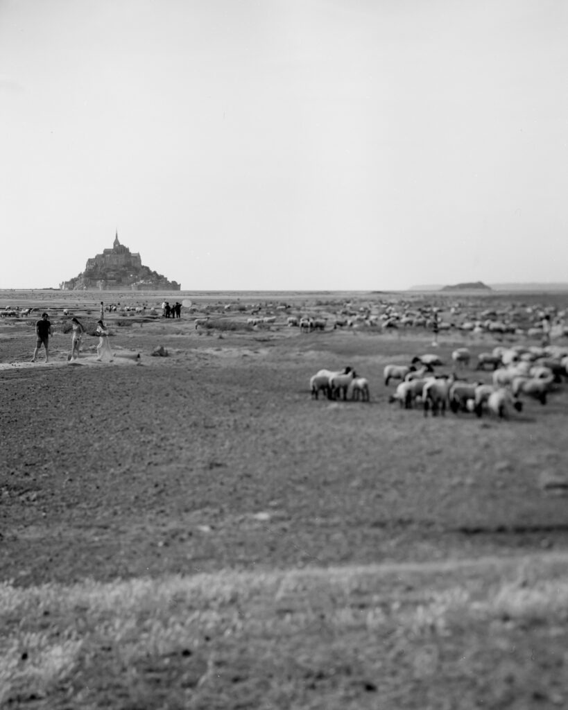 Schafe St Malo Normandie Bretagne