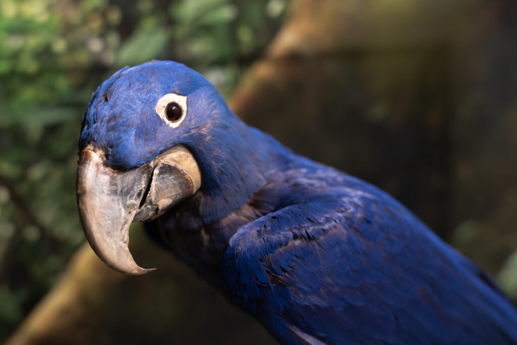 Landesmuseum Hannover Vogel Papagei