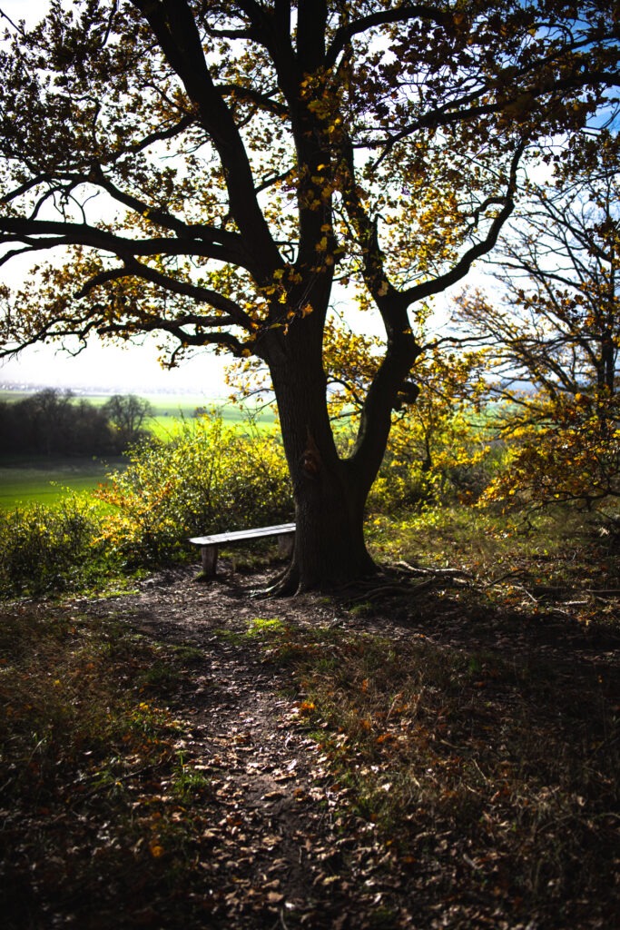 zen fotografie wald