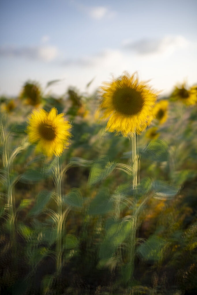 Sonnenblumen