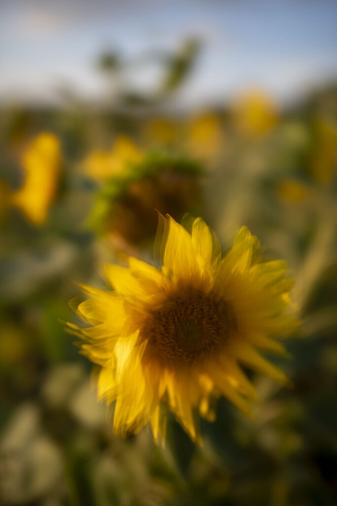 Sonnenblumen