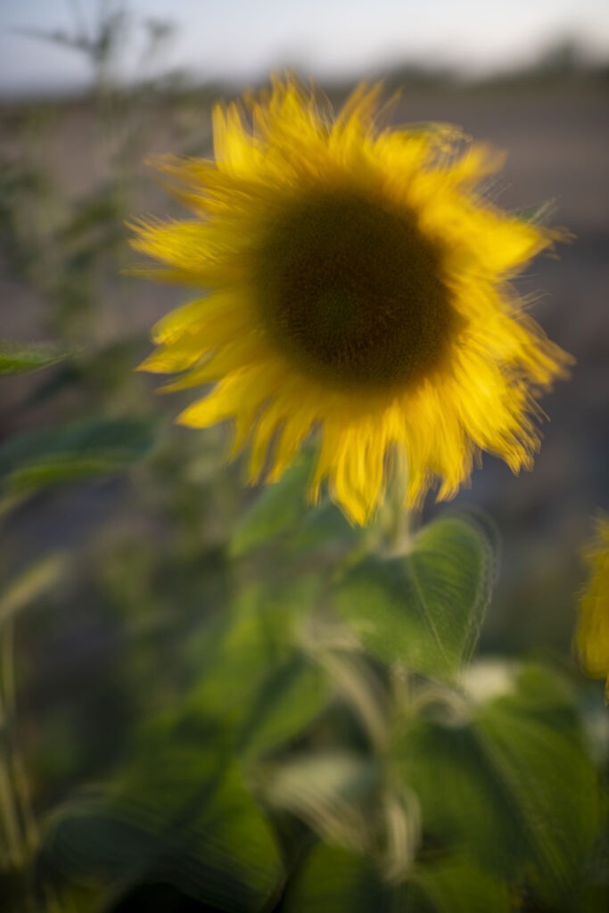 Sonnenblume